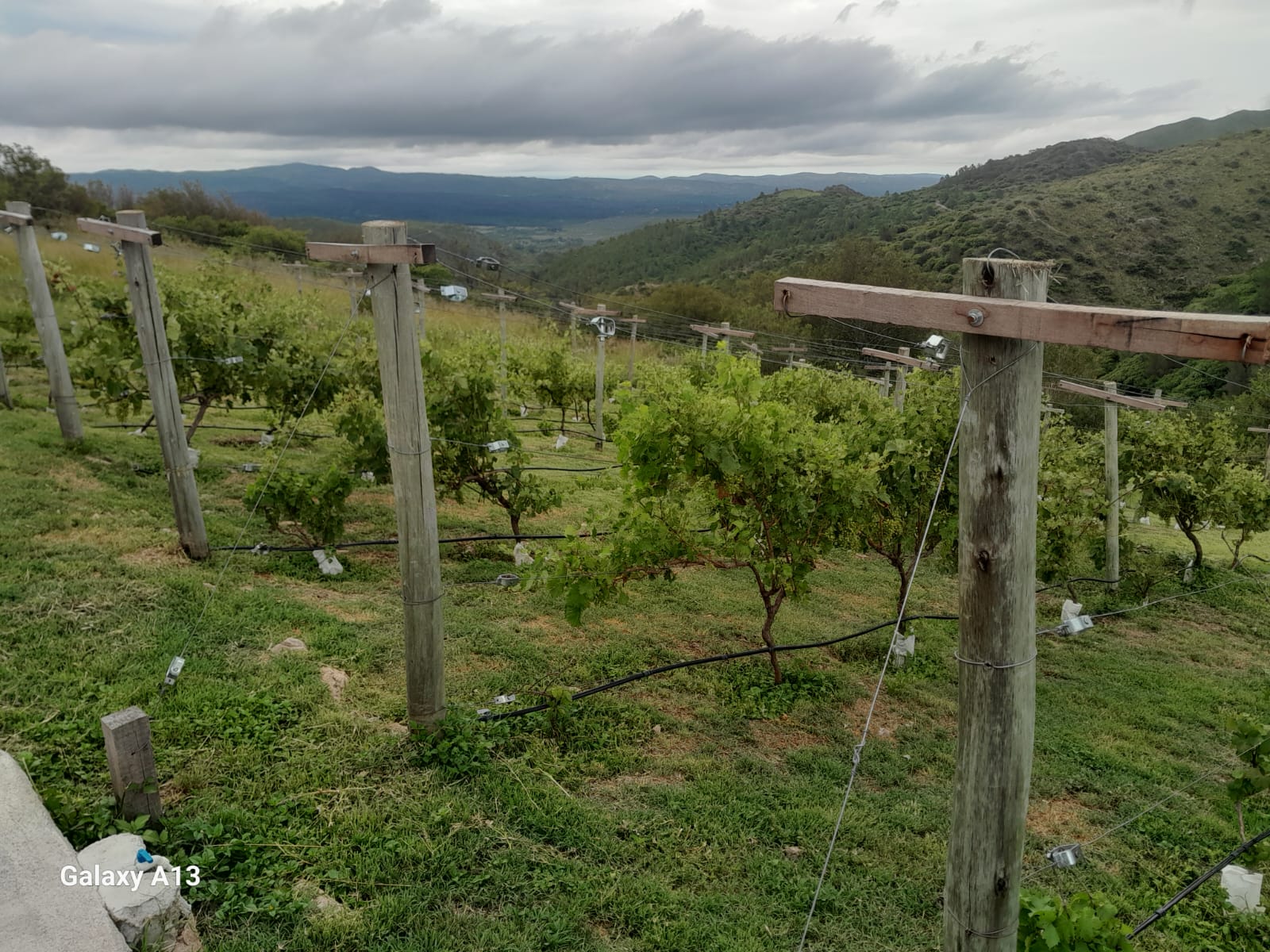 Vacas
